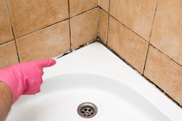 Best Professional Mold Removal  in Pine Lake Park, NJ
